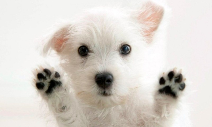 Residencias Caninas para tu perro: Una opción cada vez más segura