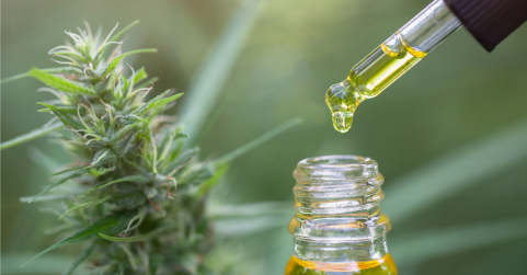 Las flores de CBD pueden mejorar la calidad del sueño y promover el bienestar mental